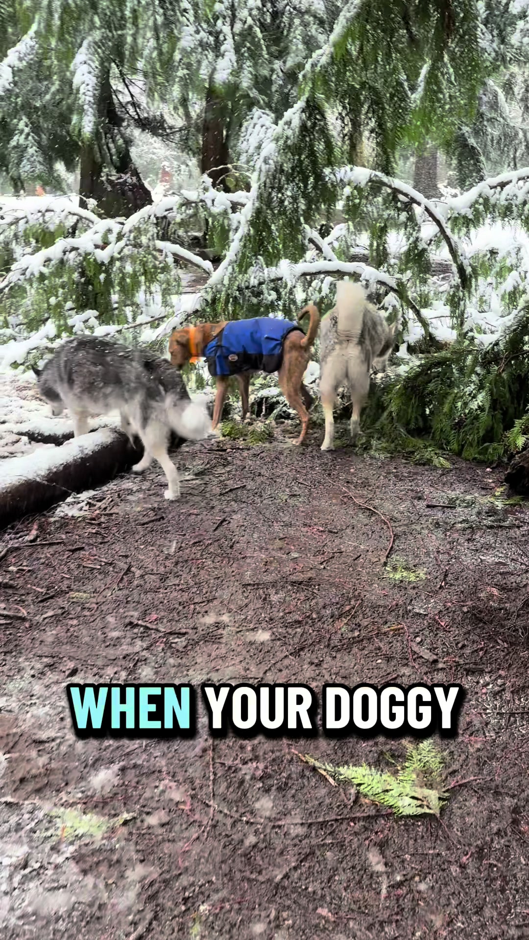@Derpydogbus