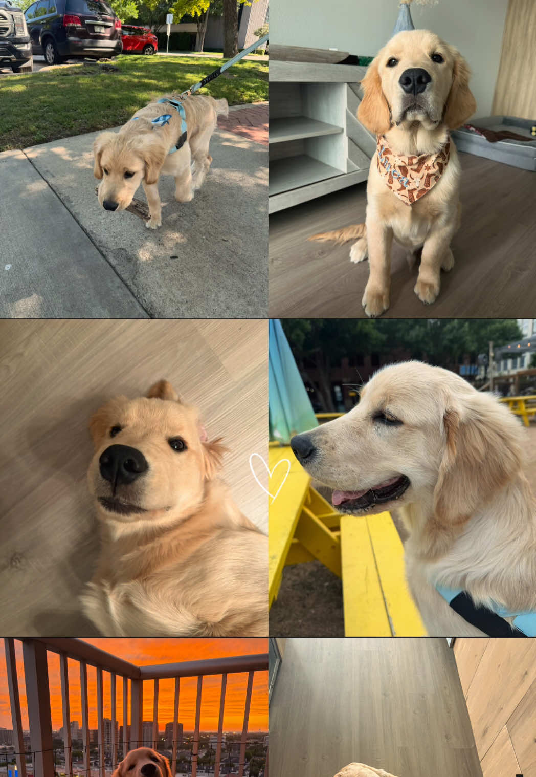 @Luca the Golden