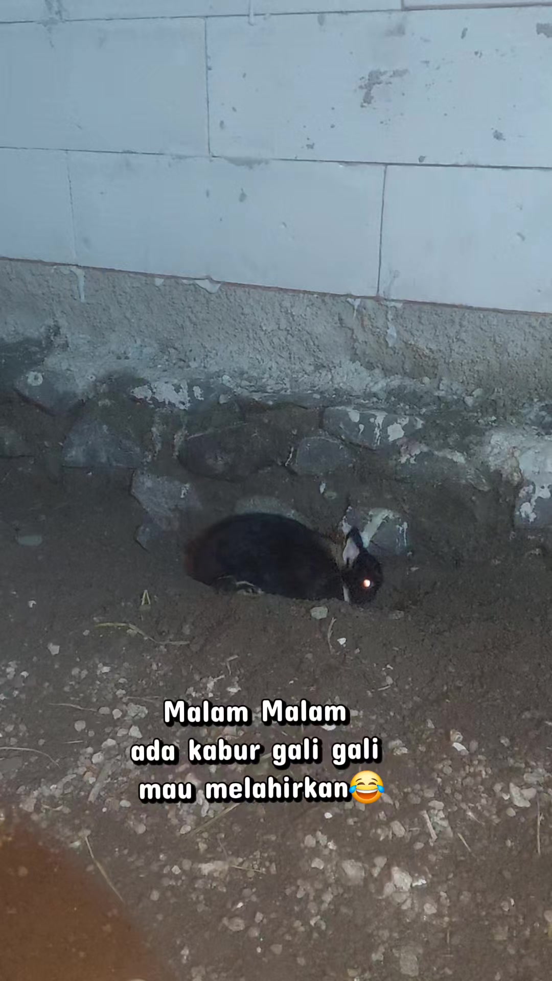 @Cileunyi Rabbit