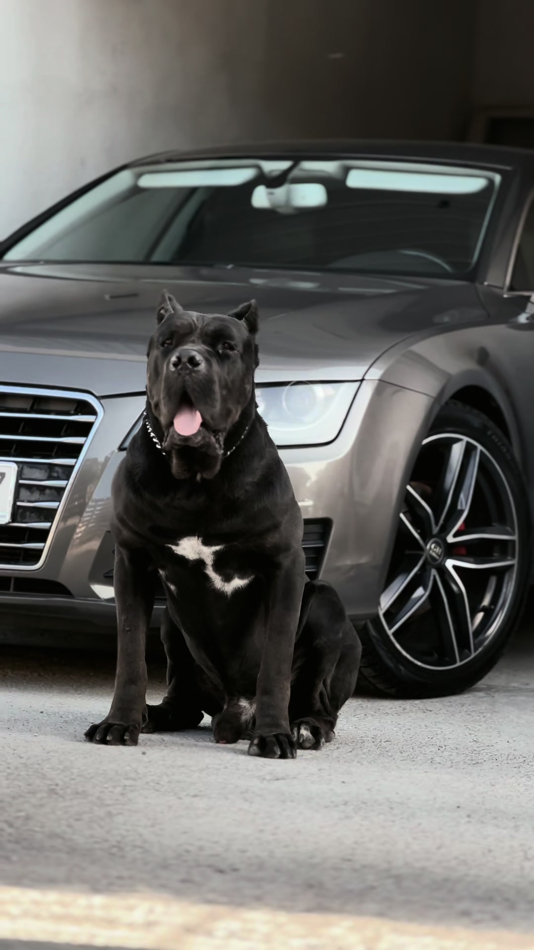 @CANE CORSO CLUB