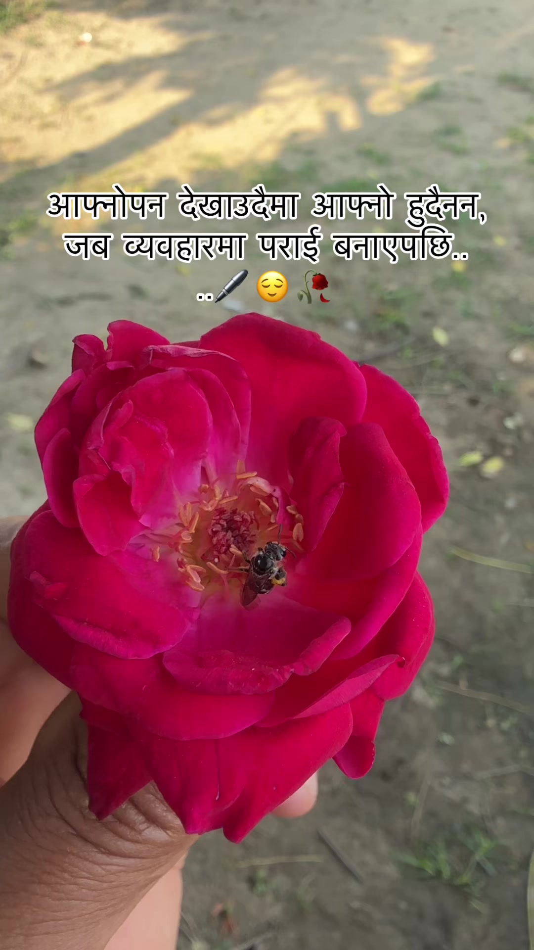 @བི་ཇེ་གི་ཤིང་།