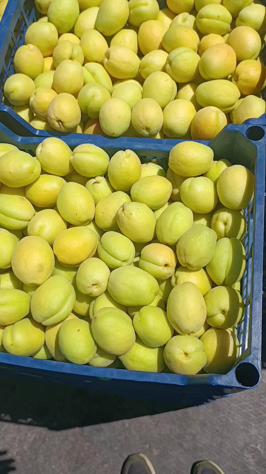 @rojatbekdili7604