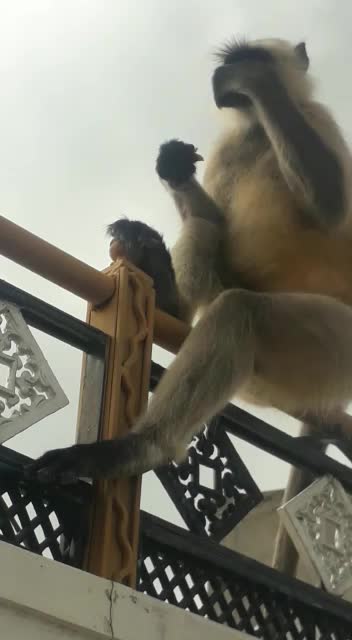 @darshanamahor