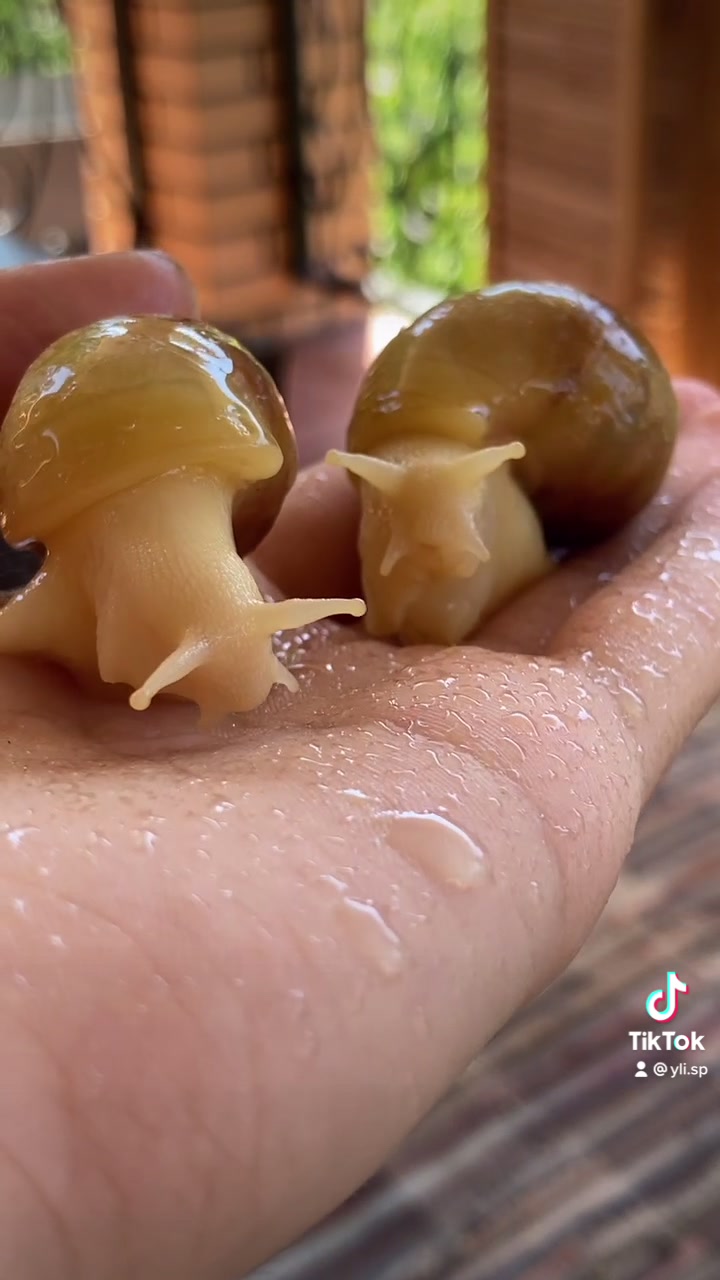 @Улитки ахатины🐌