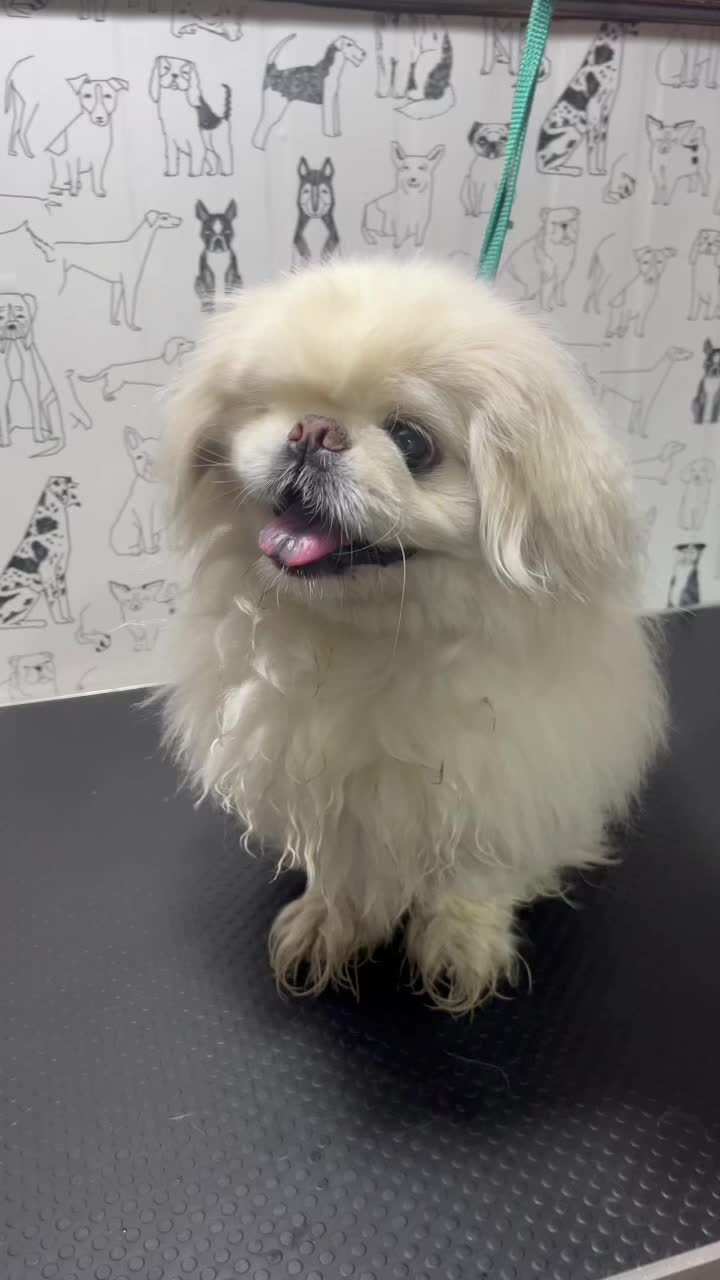 @ספר כלבים 🐩✂️