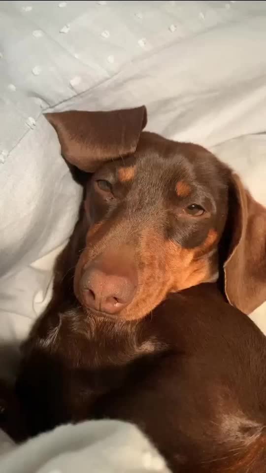 @Pip The Sausage 🤍