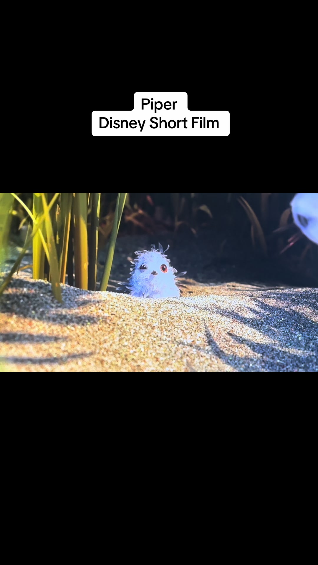 @ShowtimeStreamer