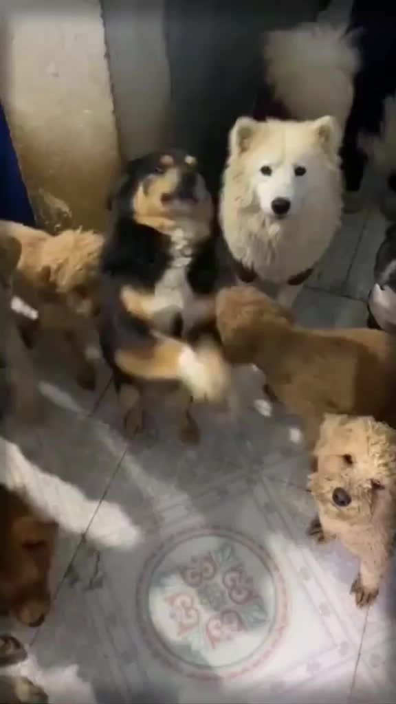 @puppy love us