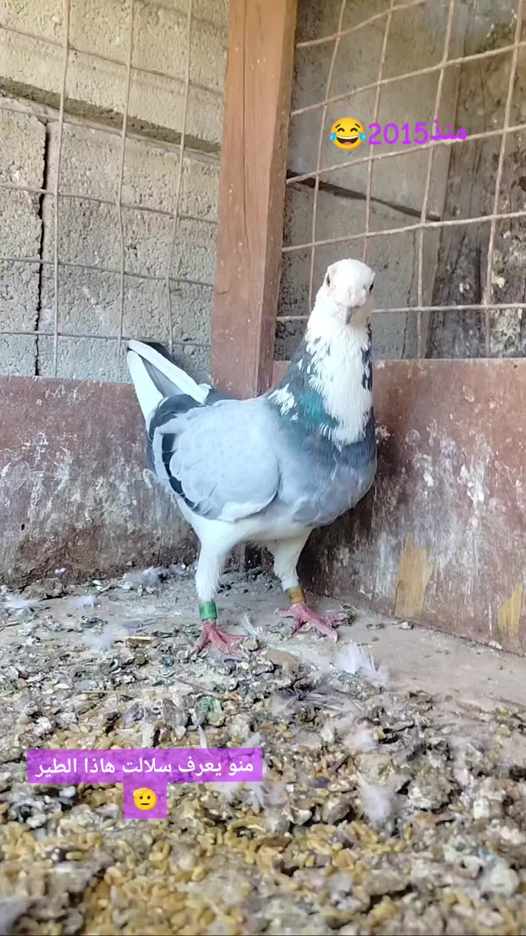 @ملك الزاجل