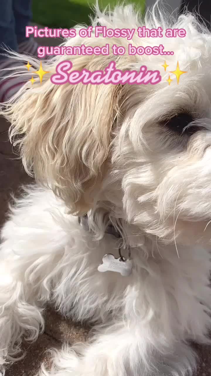 @🐕Fʟᴏssʏ🐕