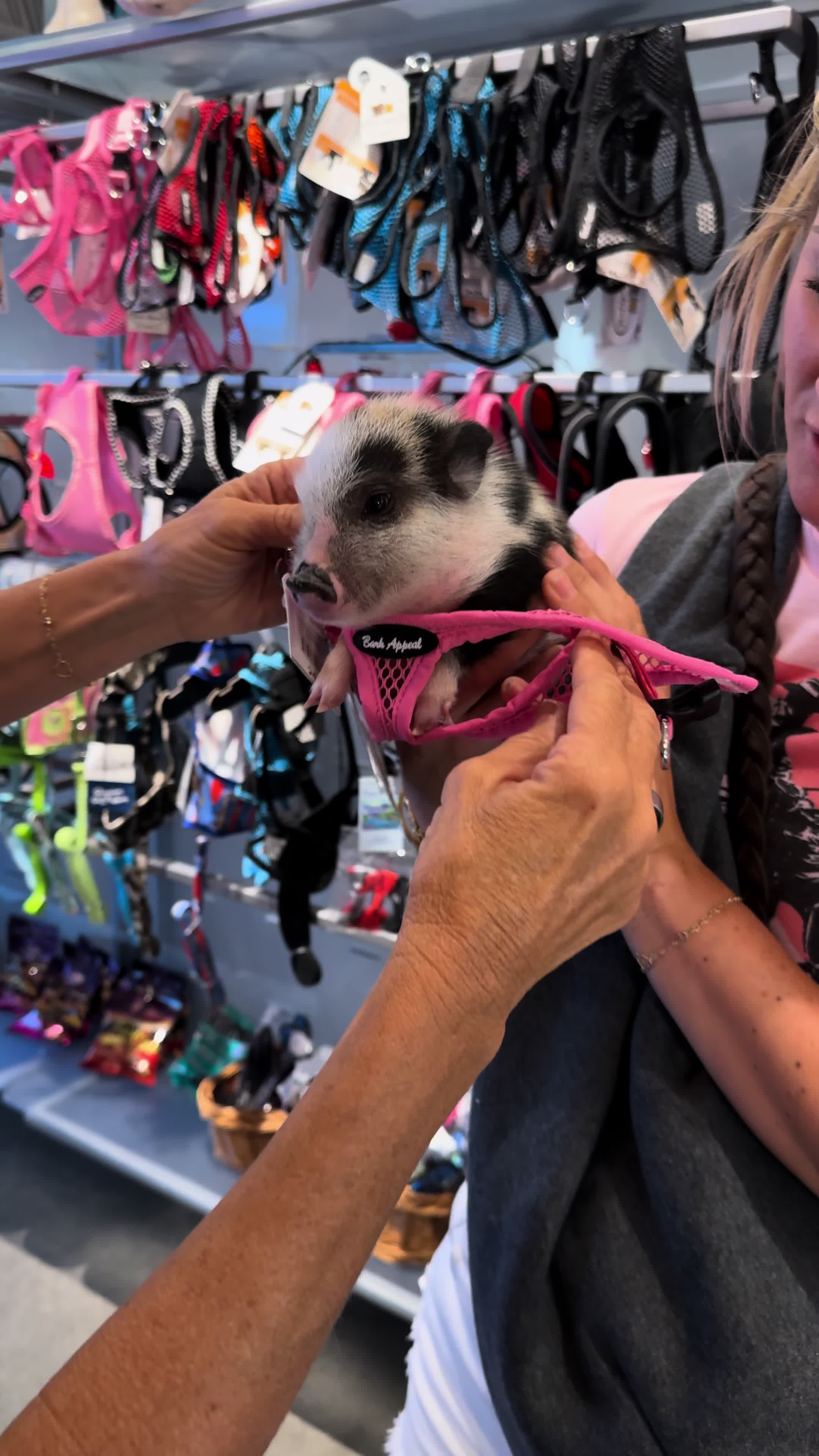 @LuLu The Pixie Pig