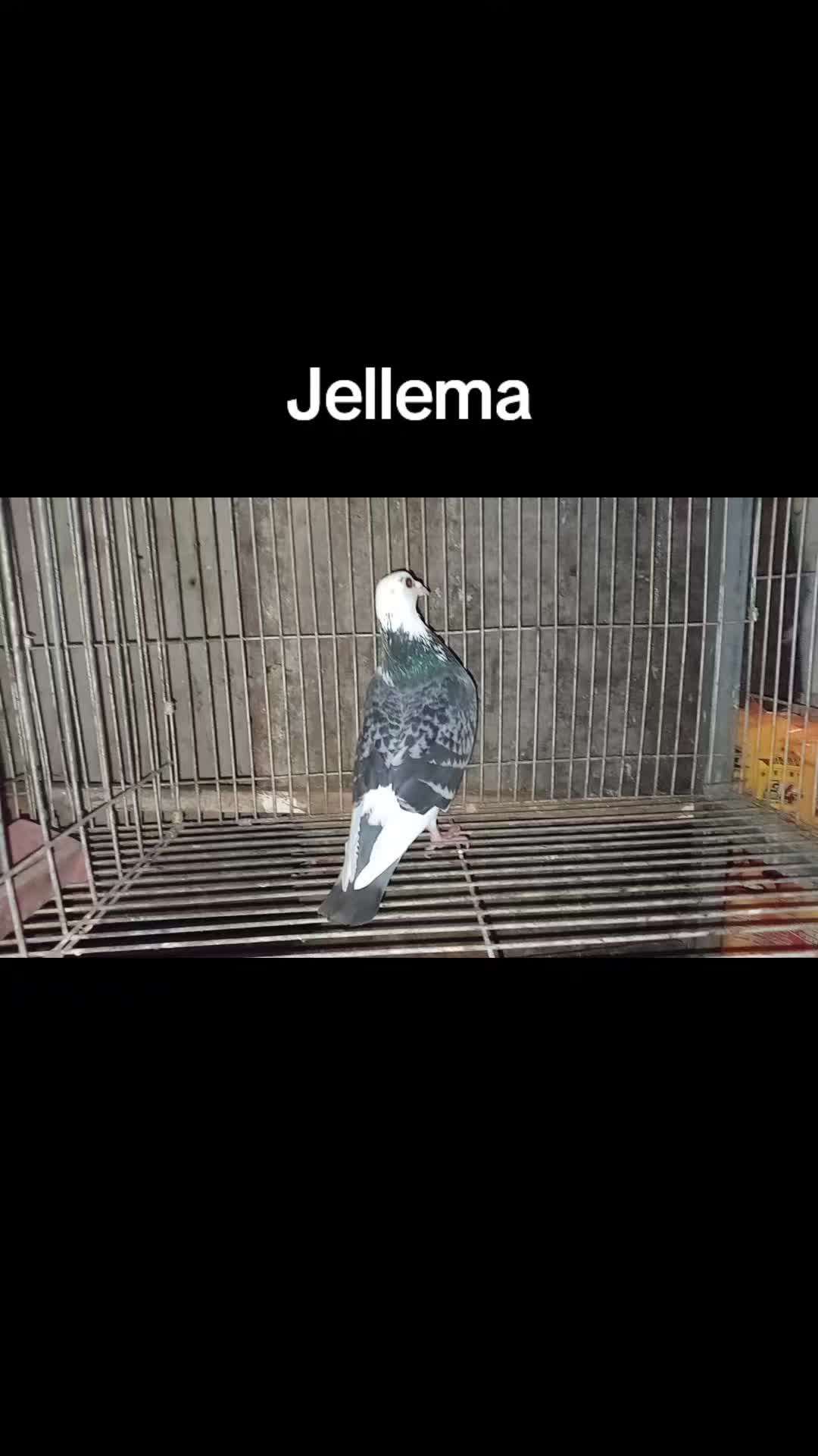 @AL