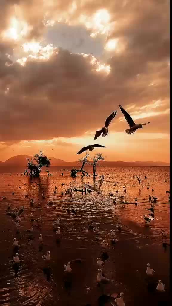 @اللهم عليك توكلت