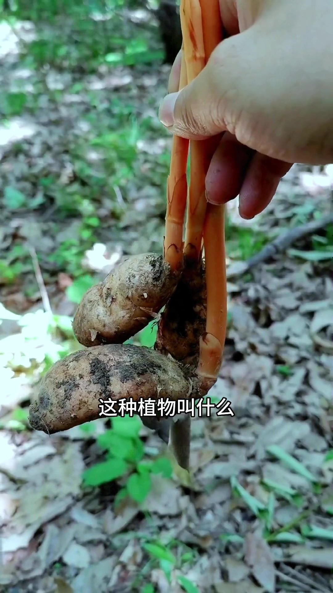 @laotang中医世家
