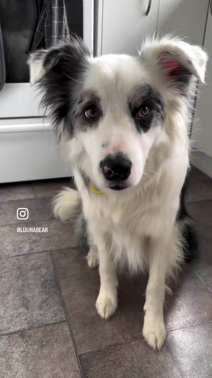 @life.with.collies