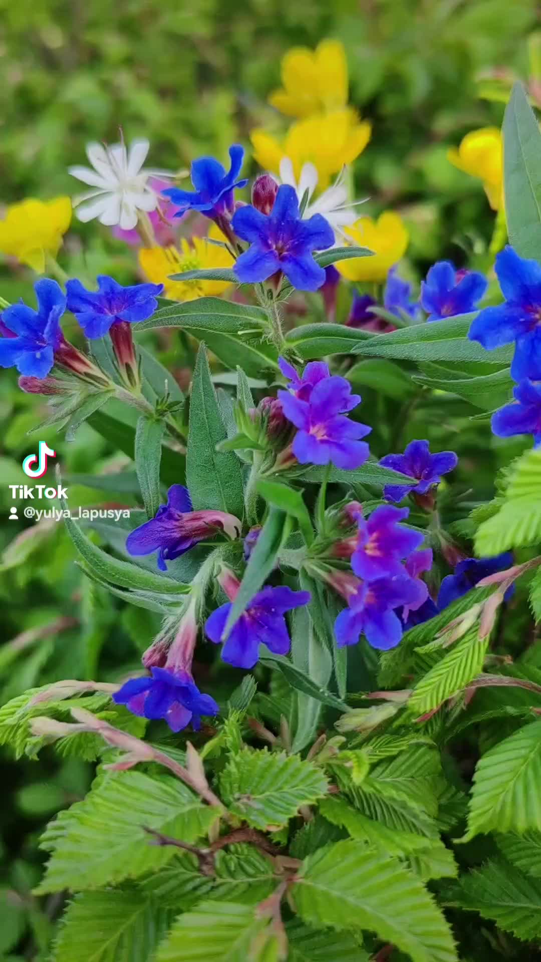 @Юлия