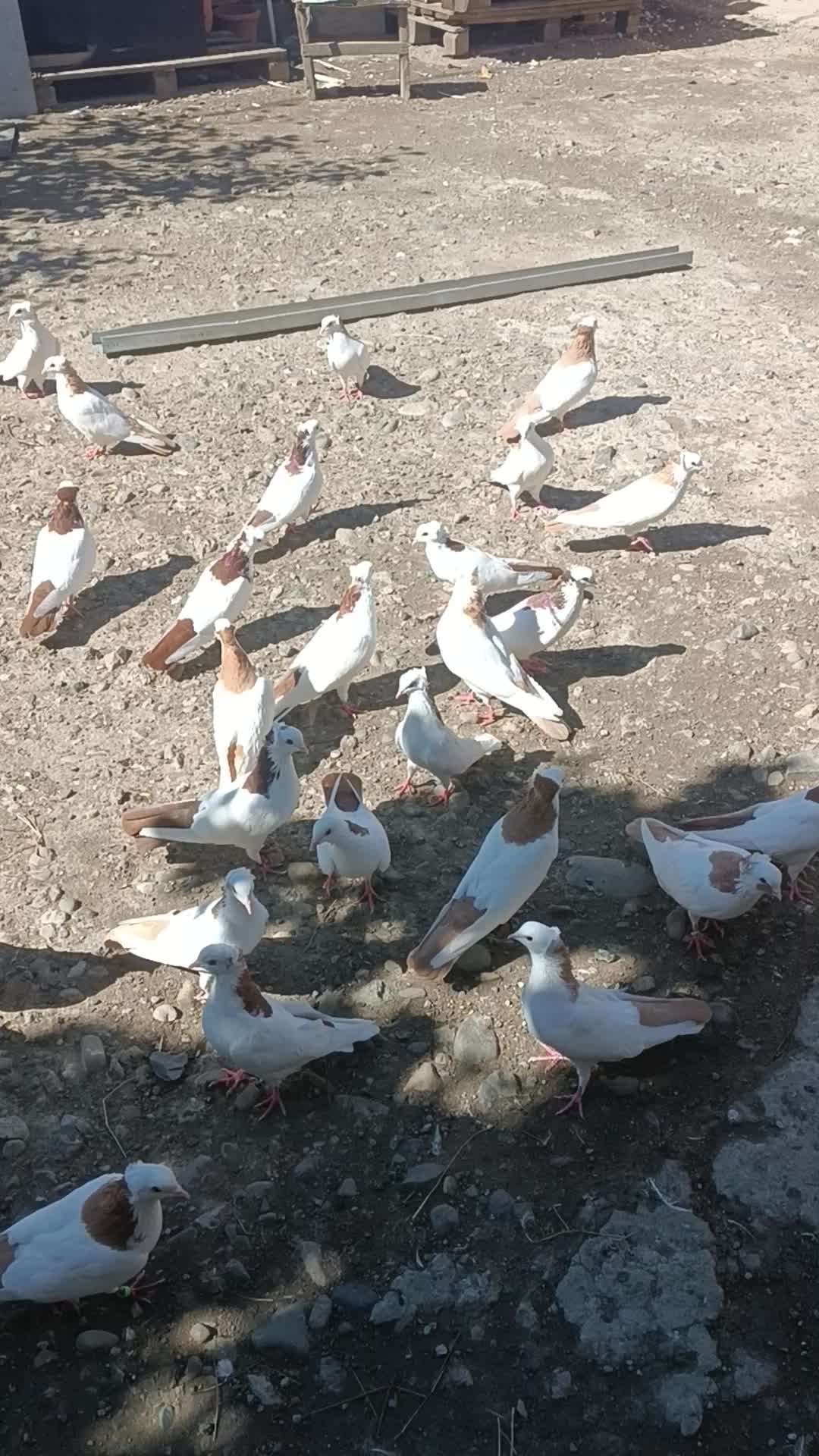 @Resul_osanli020