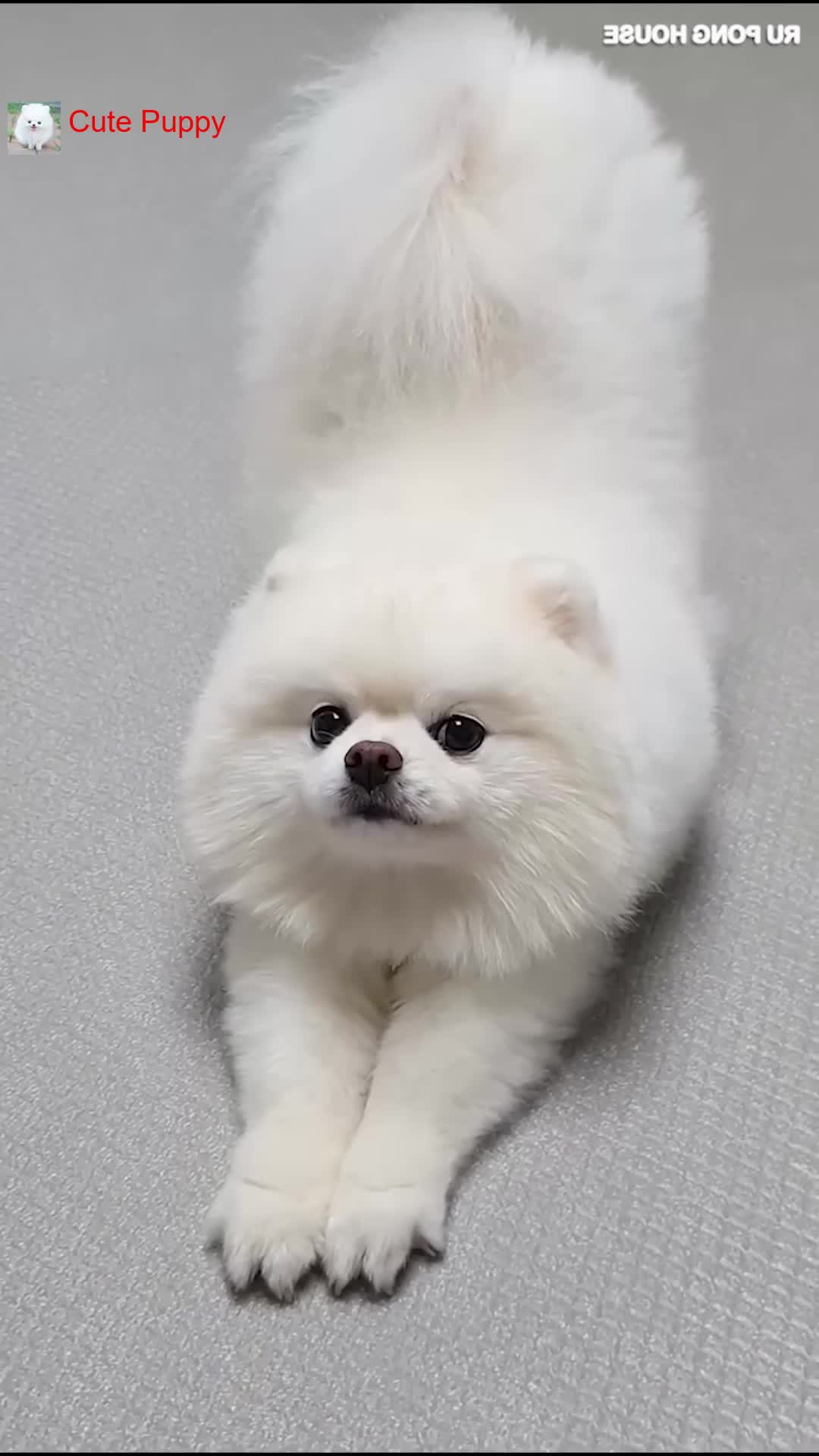 @Cute_Puppy_01