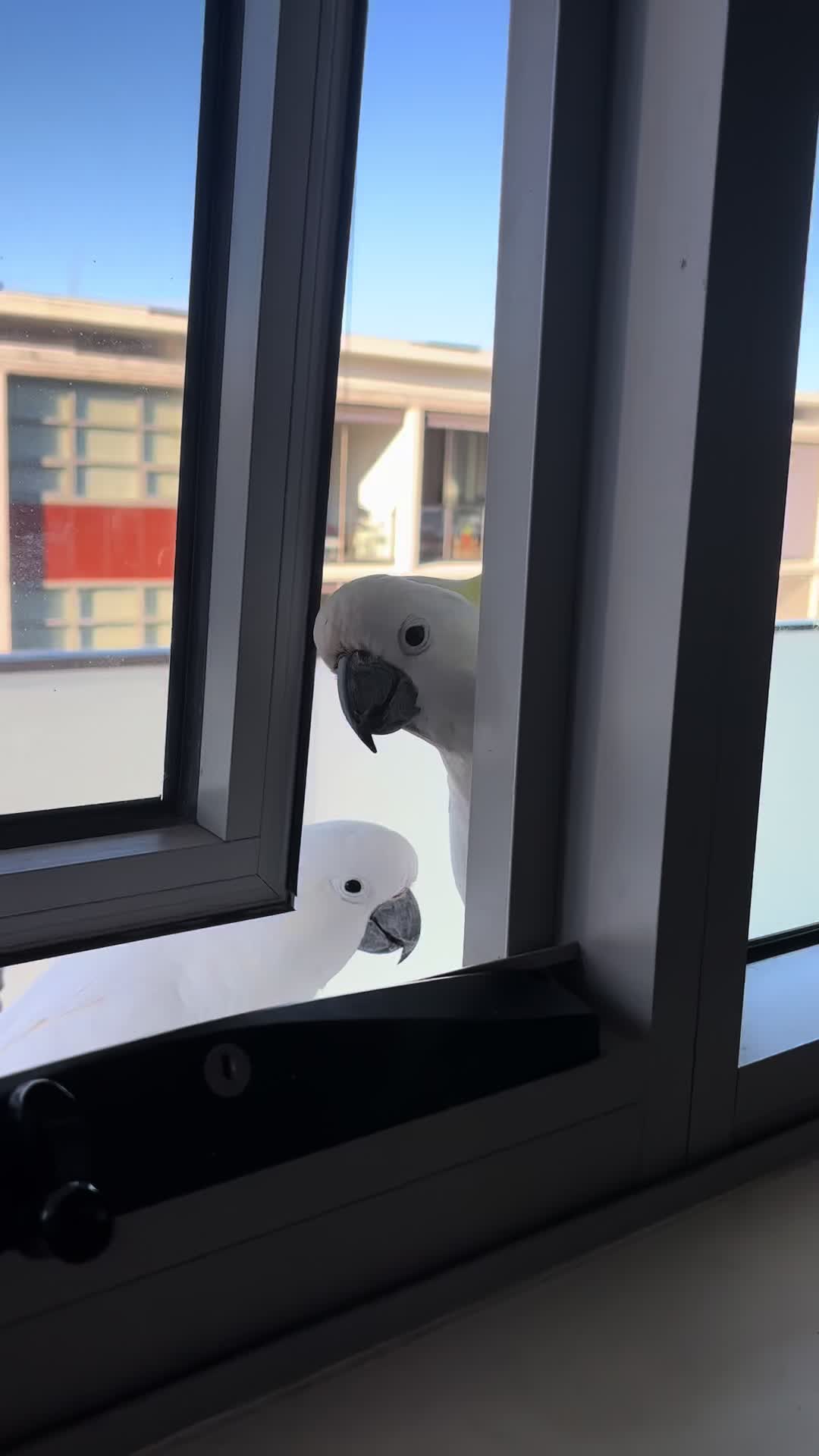 @aussie.cockatoo