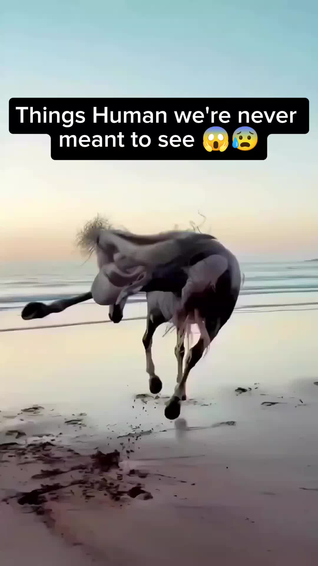 @horror videos