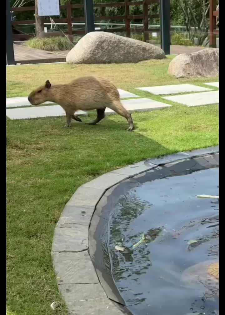 @CaPyBaRa