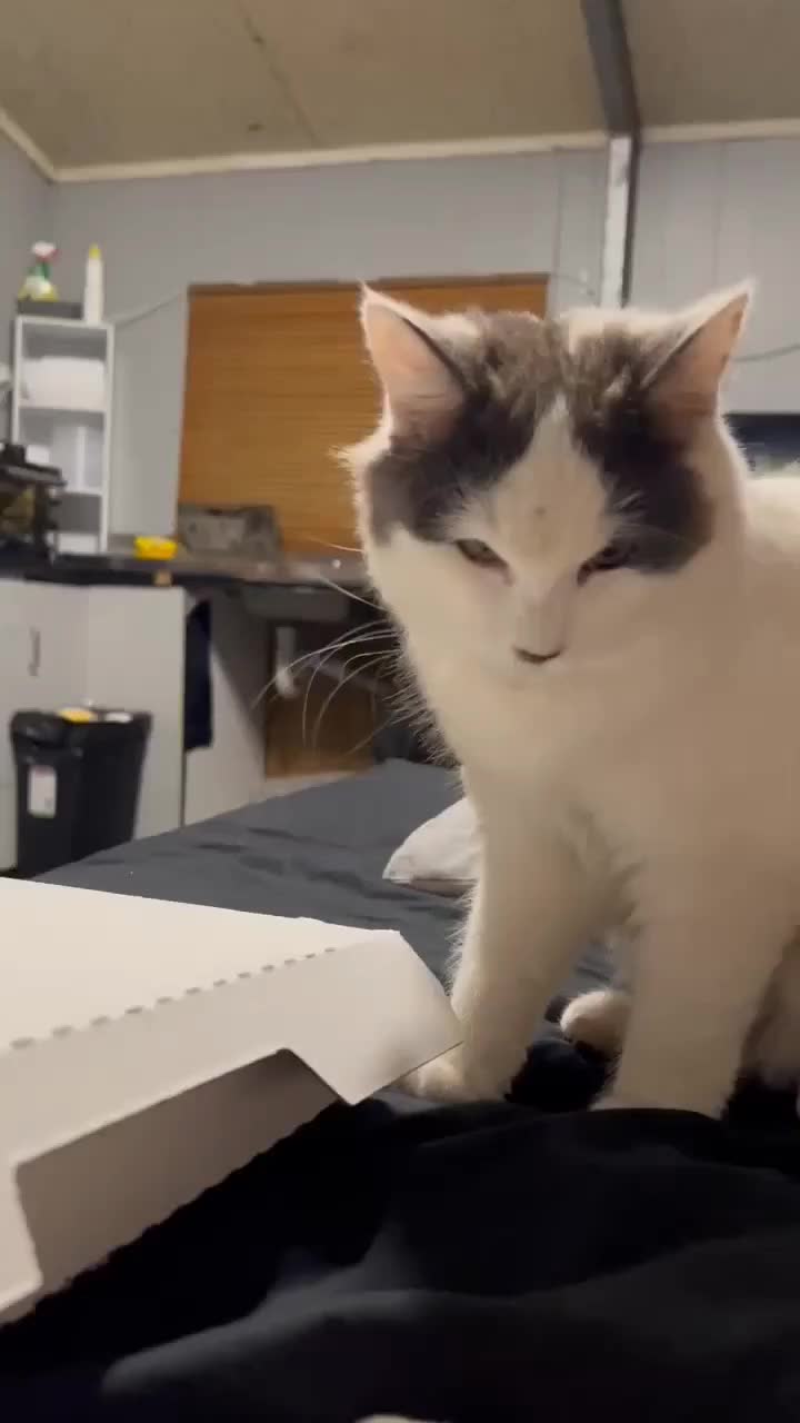 @MushroomCat