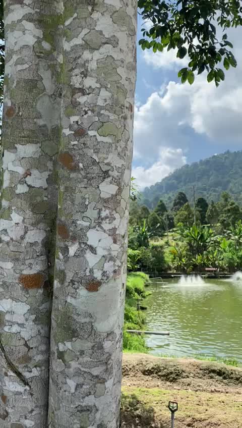 @AcikLimauPurut