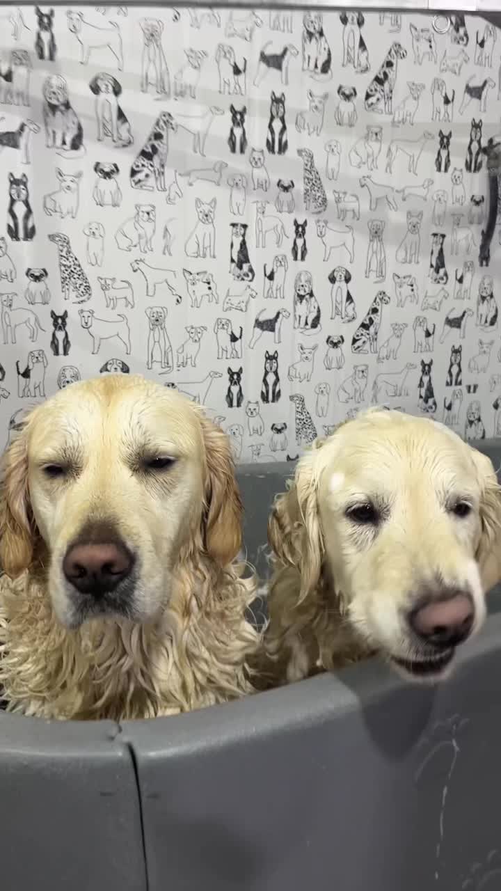 @ספר כלבים 🐩✂️
