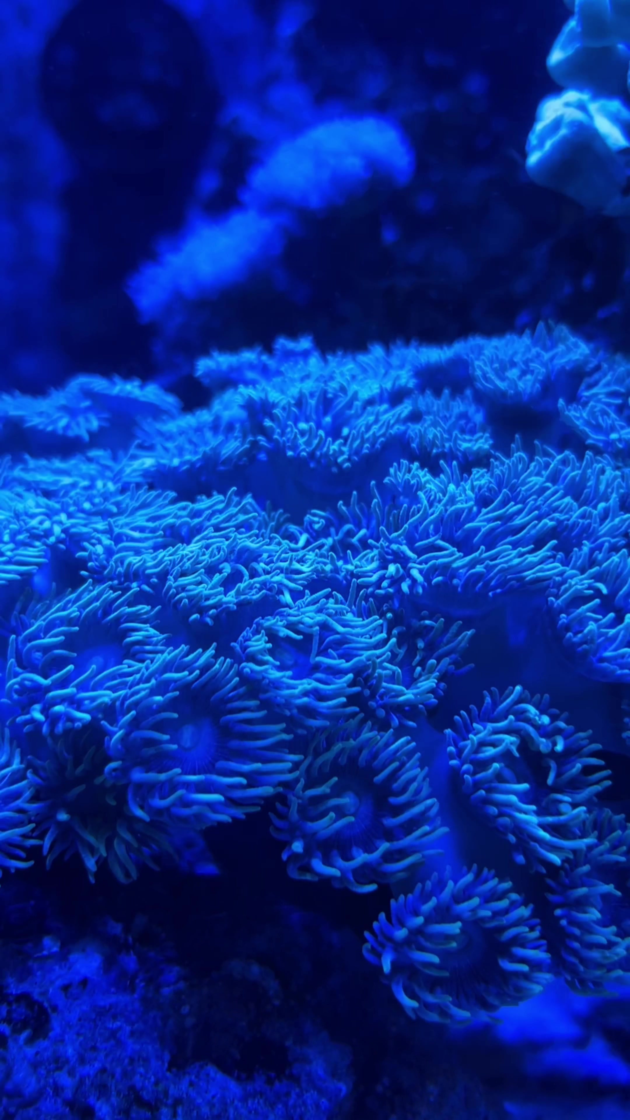 @aquarium_maintenance
