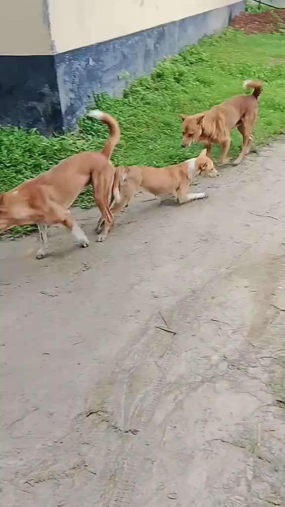 @Rashid Ali Sadhak