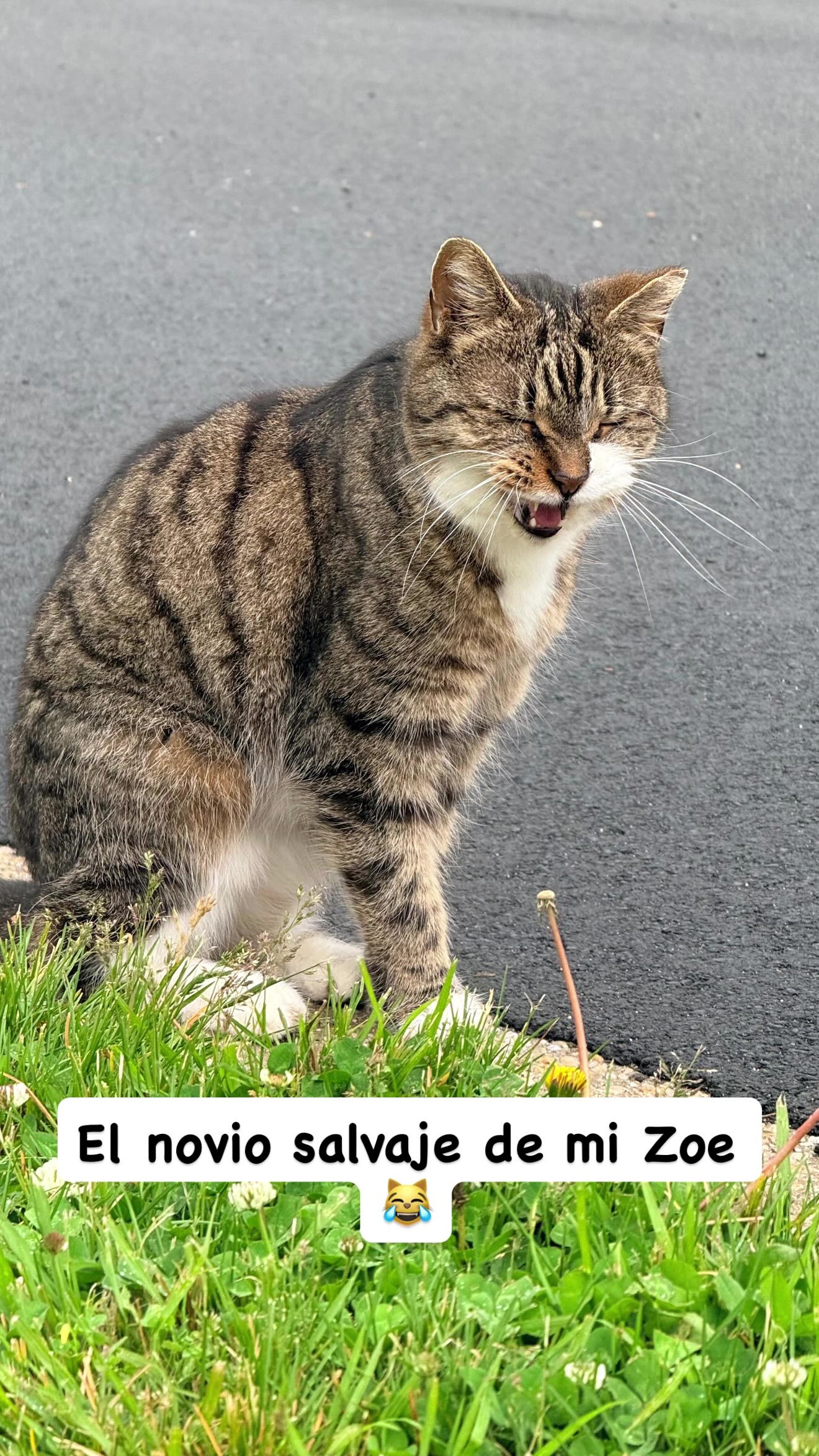 @Pinky😸&Zoe 😸& ApoloCat 😻