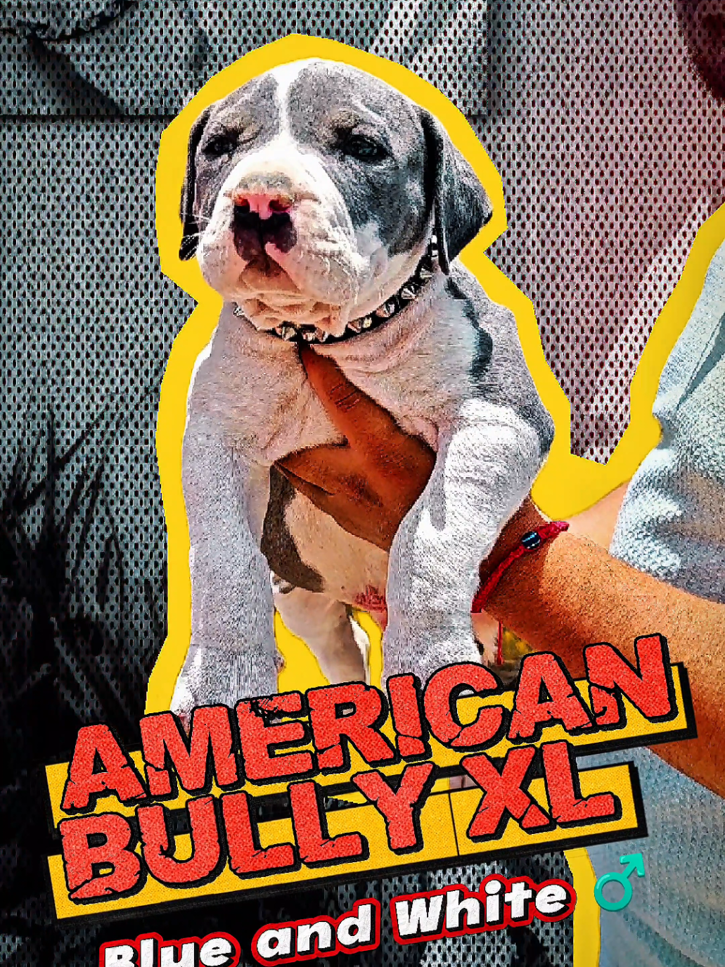 @GALVAN BULLY KENNEL OFFICIAL