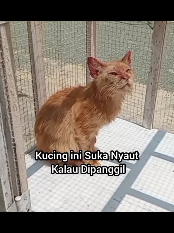 @Kucing Rumah Ronal