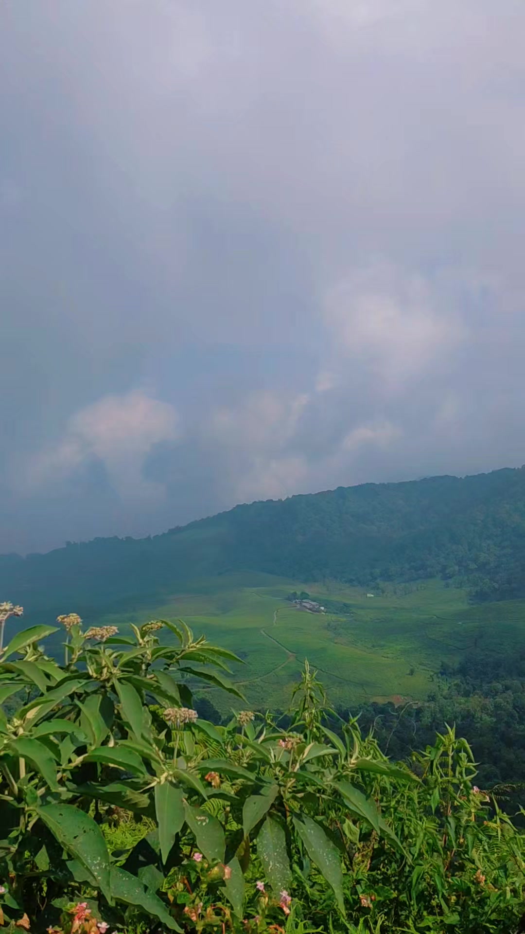 @Adhistiarini Lim