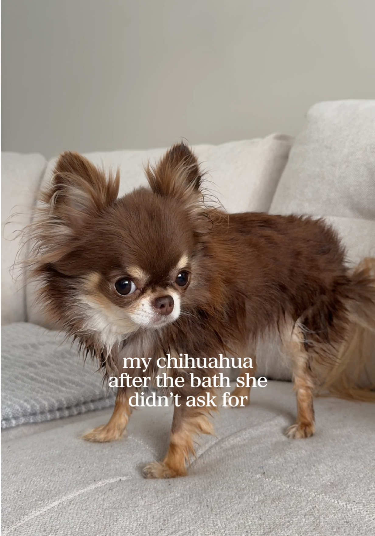 @Lou the Chichi