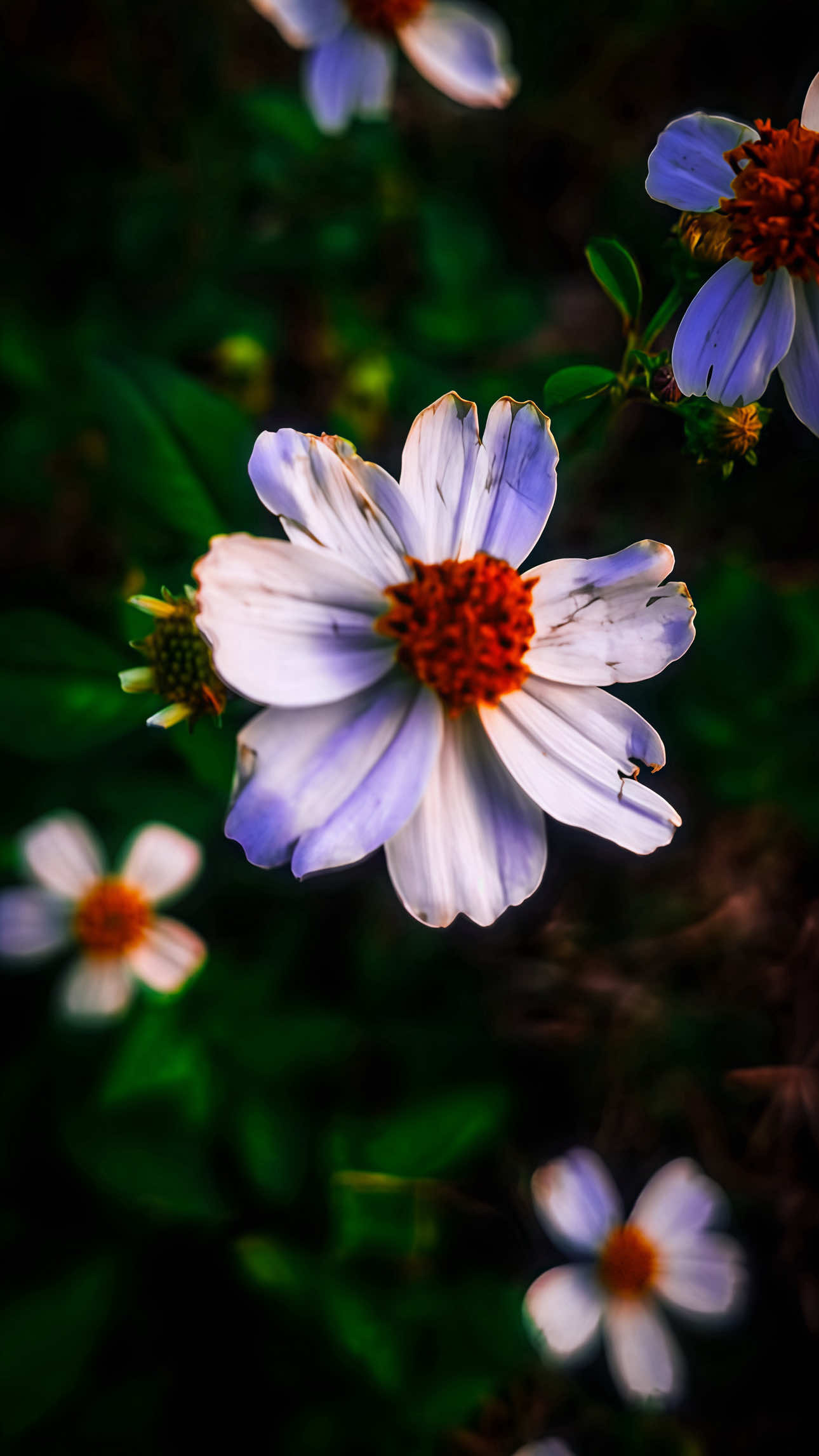 @𝑻𝒂̂𝒏 𝑻𝒉𝒊