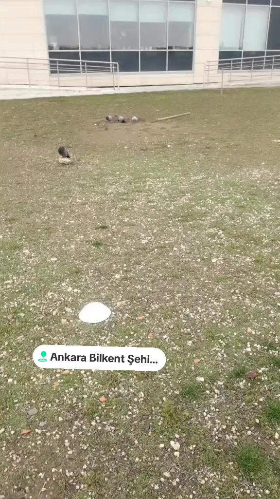 @AHDE☝️VEFA🕊🌹