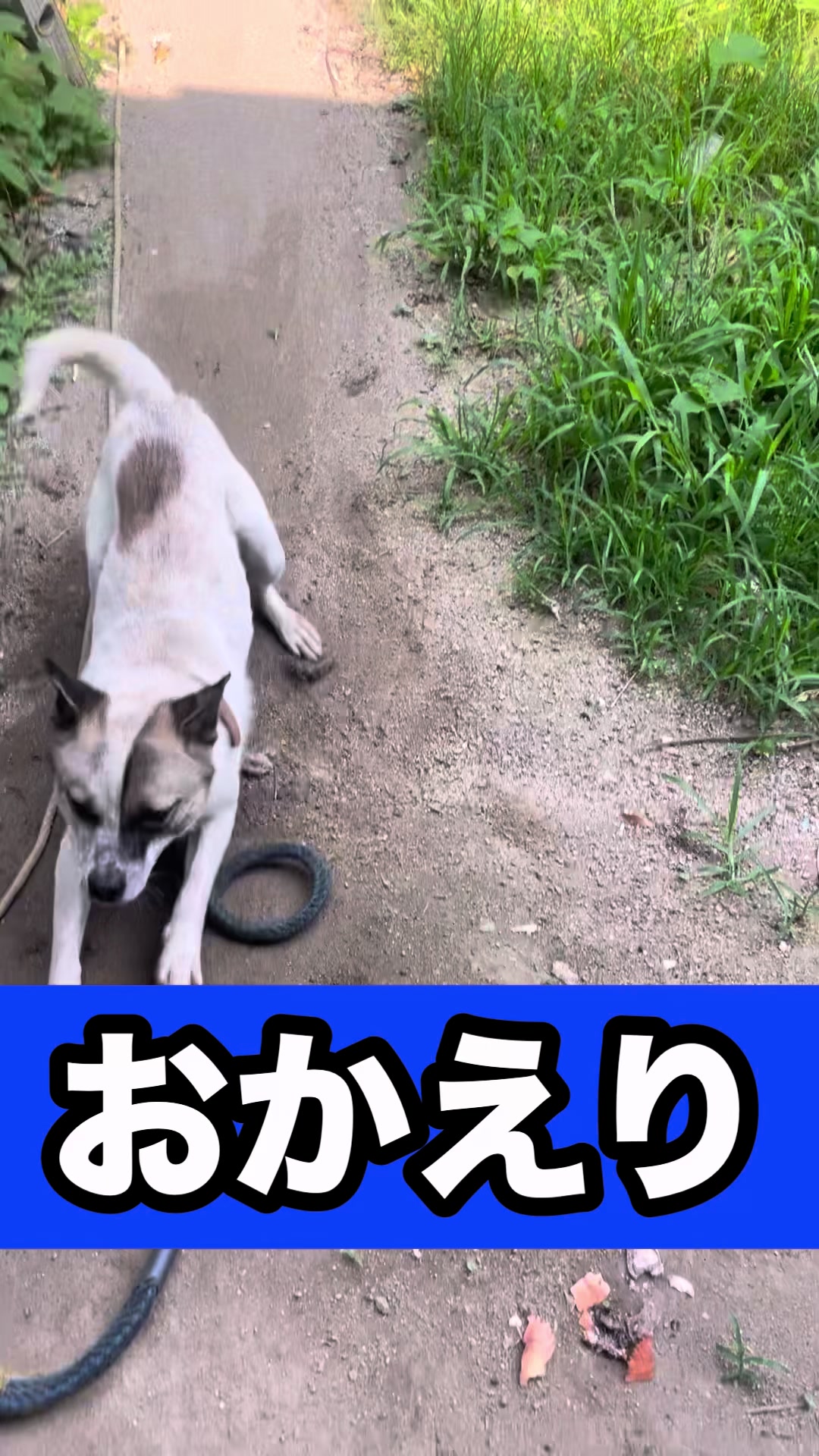 @藤原 政宗　動物好き❤️飛行機好き❤️
