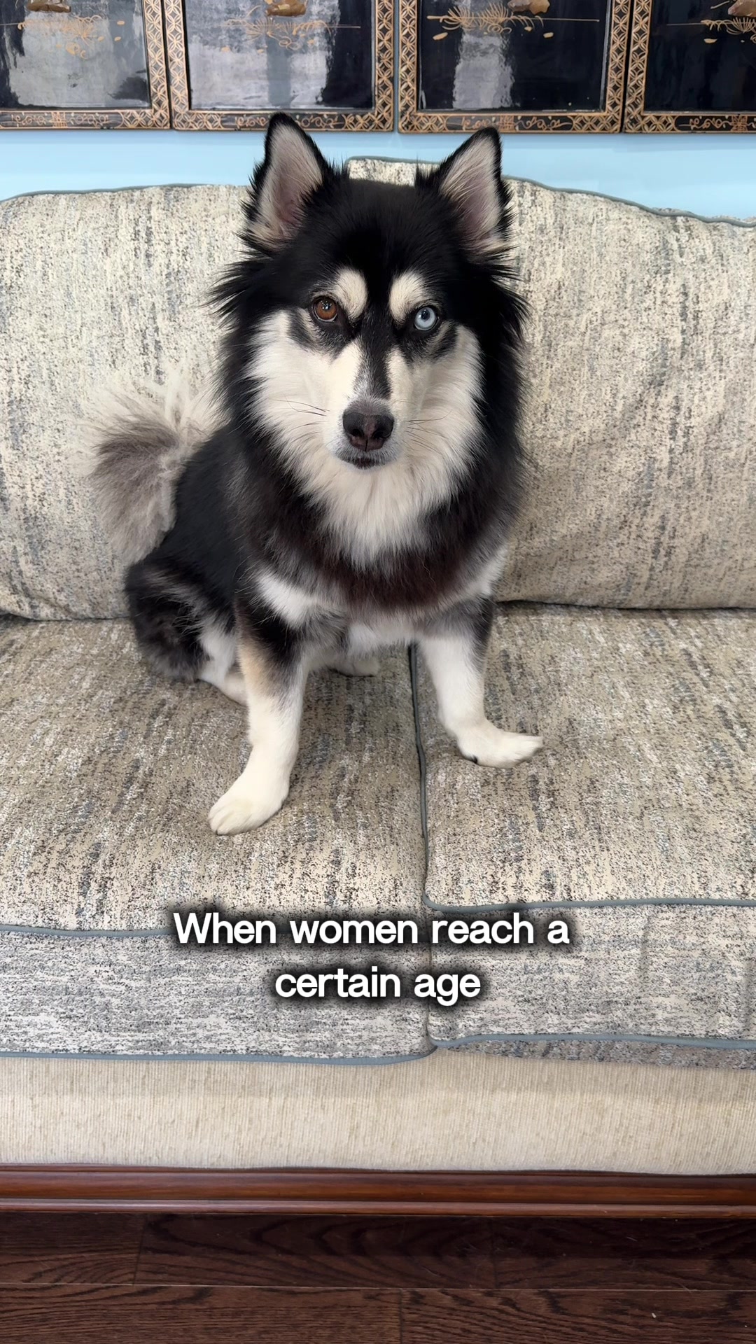 @Zeus the Pomsky🐾