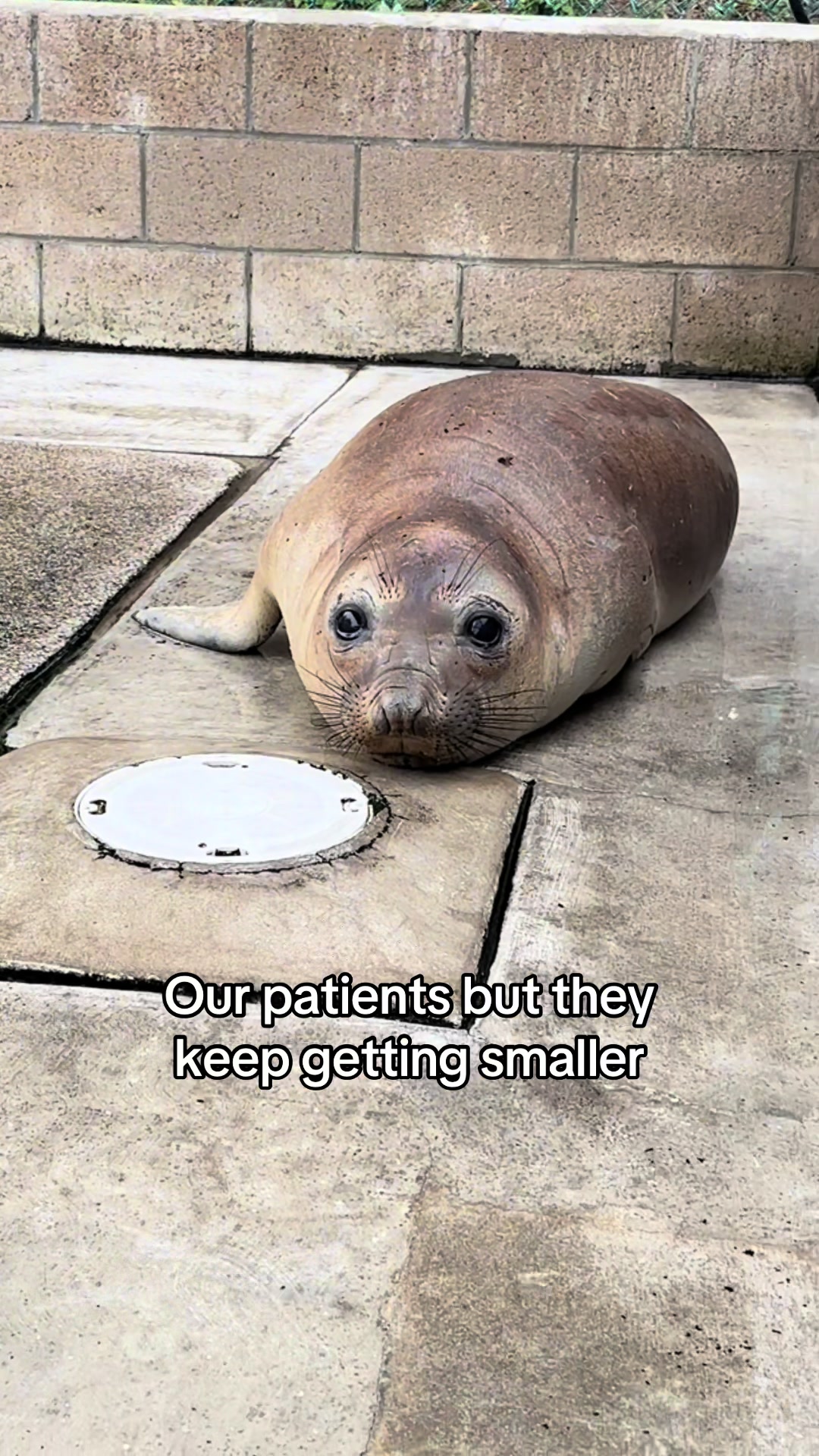 @Marine Mammal Care