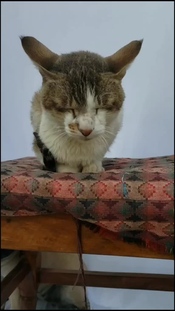 @House of PETs