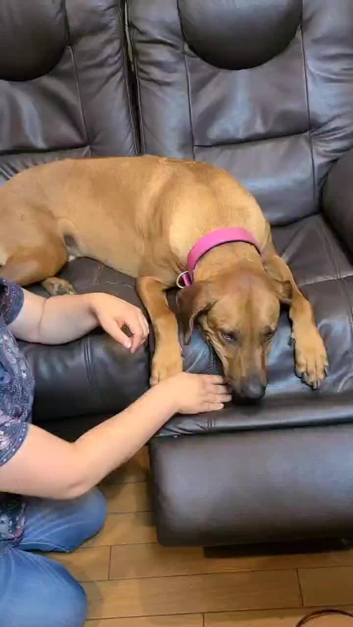 @Louis.Harry.rhodesianridgeback