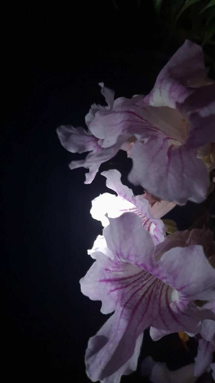 @/ᐠ - ˕ -マ Ⳋ