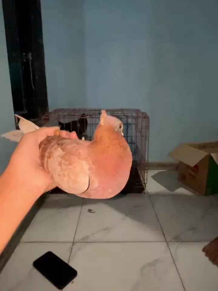 @๐๐๐๐๐, ๐๐๐๐๐๐๐