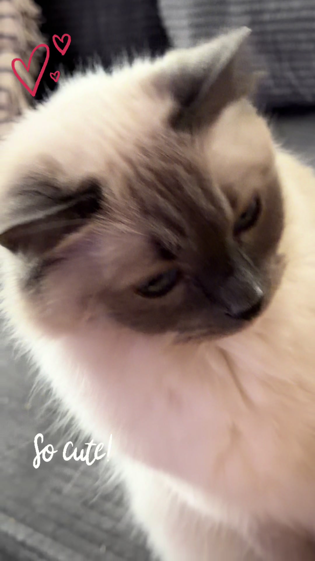 @mystic paws