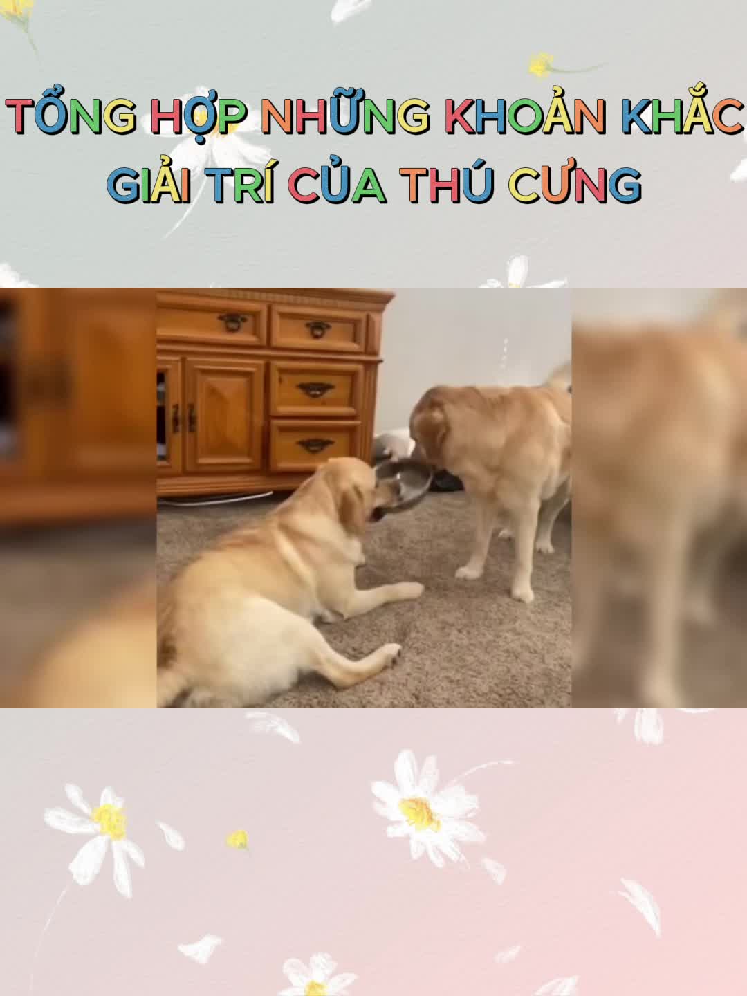 @Y&ecirc;u th&uacute; cưng