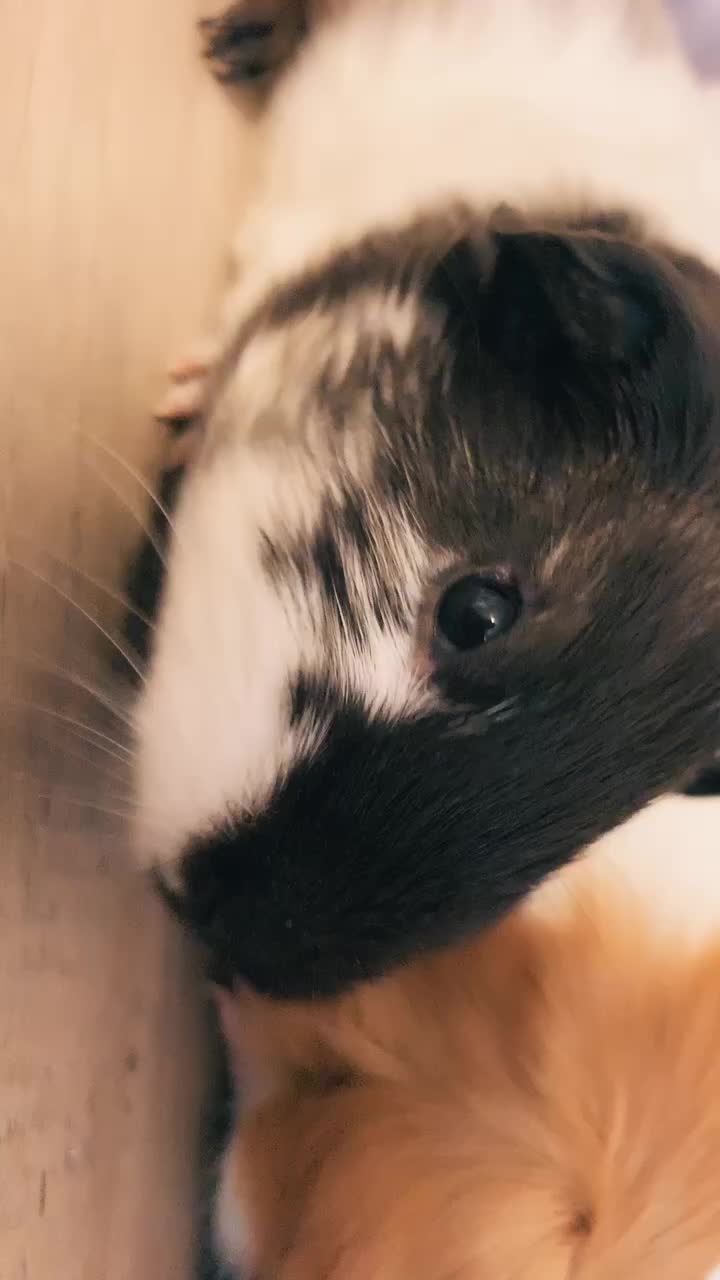 @🐹Thē çûtę pètš🐱