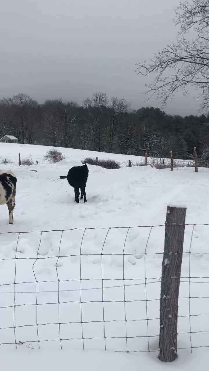 @Fosters Farm