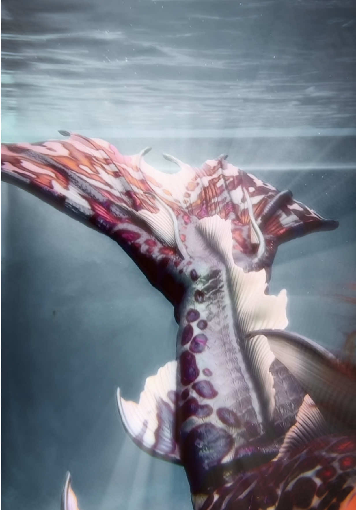 @mermanthommy
