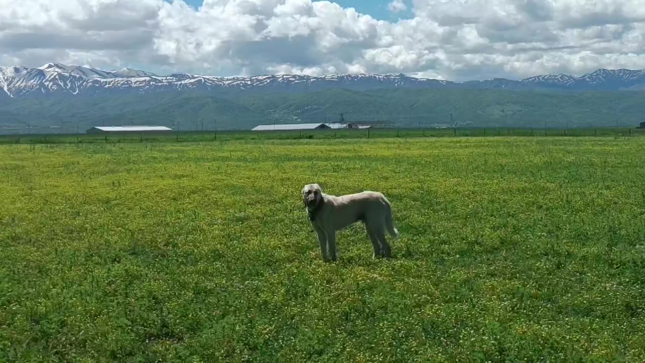 @koçer.12